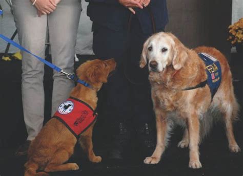 The Legacy Of 911 Dogs 15 Years Later American Kennel Club
