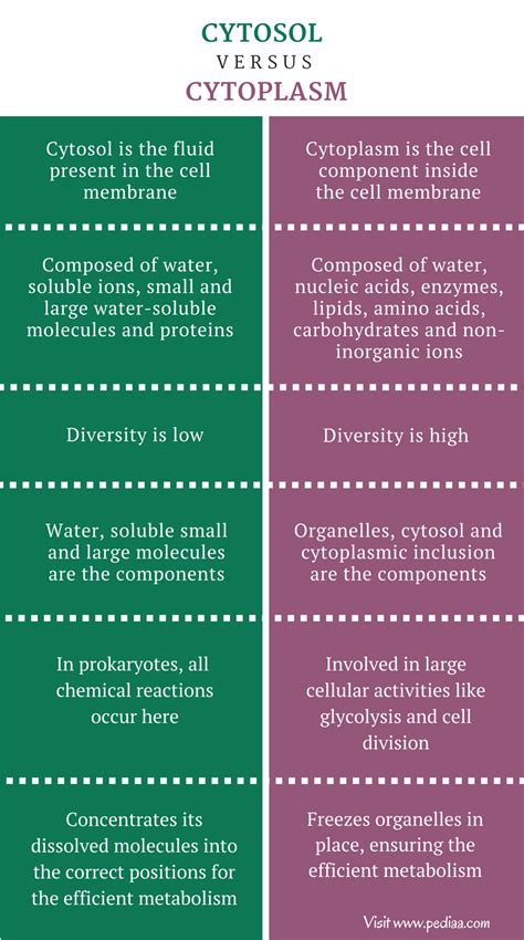 Difference Between Cytosol And Cytoplasm Composition Properties