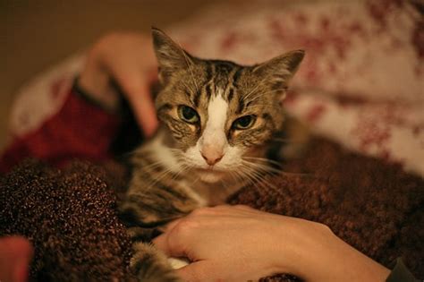 Keep in mind, that you can only select usually, your symptoms don't require medical care and they may resolve on their own. How to perform a home health check for your cat