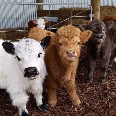 I would like to know where i can get information on how to house break him. Pin by CindyBL on Horse in 2020 | Miniature cows, Mini ...