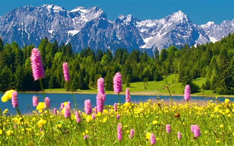 Alps Snowy Mountain Peaks Blue Sky Green Forest With Trees