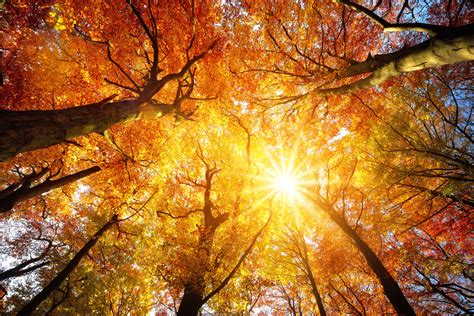 Autumn Sun Shining Through Tree Canopy Photo Art Print Poster 18x12 Ebay