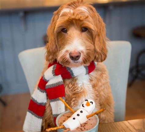 Meet Reagan The Labradoodle Who Looks Like The Perfect Instagram Model