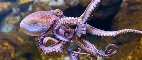 Sometimes Octopuses Punch Fish Out Of Spite Scientists Say The Daily