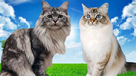 Birman Cat Ragdoll Difference 81021 Nama Untuk Kucing Comel Lucu