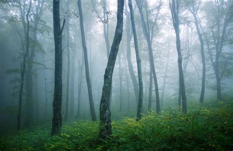 21 Tips For Amazing Forest Landscape Photography Pixels And Wanderlust
