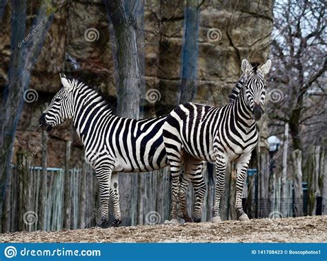 Zebra technologies is headquartered in lincolnshire, il and has 95 office locations across 43 countries. Two Plains Zebras 1 stock image. Image of march, plains - 141708423
