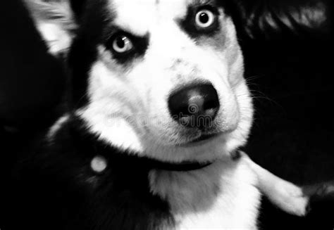 Asuka Dog Imagen De Archivo Imagen De Blanco Fornido 143959649