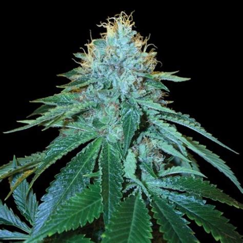 The Og 18 Female Cannabis Seeds By Reserva Privada Cardiff Seed Bank