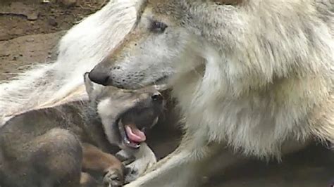 Wolf Pups And Mother