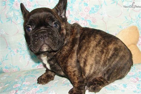 Akc Male Brindle Frenchie French Bulldog Puppy For Sale Near Tulsa