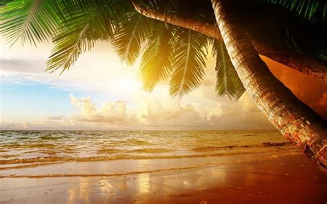 Summer Tropical Scenery Sunset Sea Ocean Palm Trees