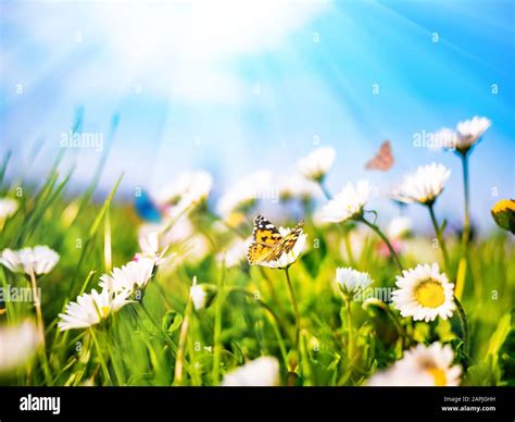 Chamomile Daisies In Green Field On Blue Sky Background With Sunshine