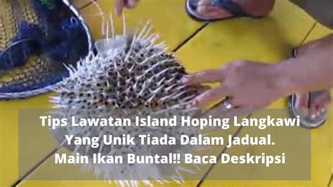 Cara mengolah ikan buntal yang baik dan benar, cara mengolah ikan buntal agar aman dikonsumsi, racun ikan buntal berbahaya, ikan buntal aman dikonsumsi, bahaya ikan buntal. Ikan Buntal Langkawi 🐥🐥🐥 - YouTube