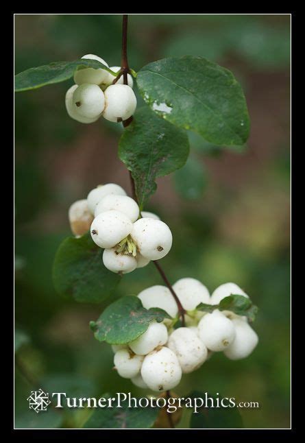 Common Snowberry Symphoricarpos Alba Probably Toxic To Dogx