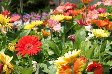 Annual and Perennial Flowers - Pittsburgh, PA - Best Feeds Garden Centers