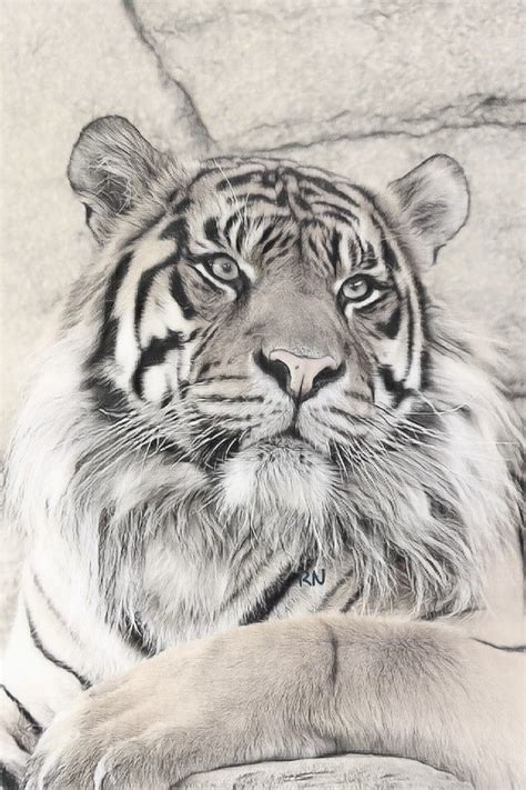 Zodiac Leo Art Snow Tiger Tiger Tattoo Design Animal Tattoos Wild