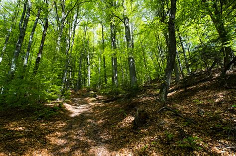 Forest Stock Photo Download Image Now Istock