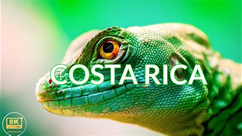 Costa Rica 8k Ultra Hdr Videos Walrd Amazing Costa Rica Birds