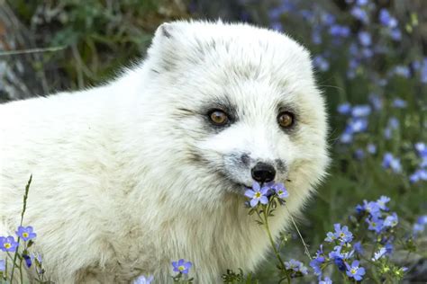 Arctic Fox Passes Away Yukon Wildlife Preserve