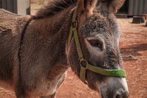 Donkey in Close Up Photography · Free Stock Photo