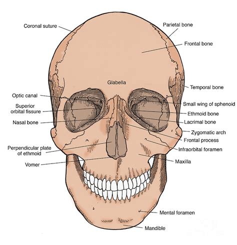 Illustration Of Anterior Skull Photograph By Science Source Pixels