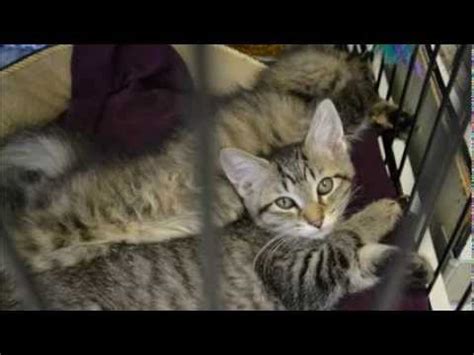 Adopting a pet means you need to commit to and take care of it for please note that the cat welfare society is not a shelter and we do not house any cats. Orphan Angels Cat Sanctuary and Adoption Center Erie, Pa ...