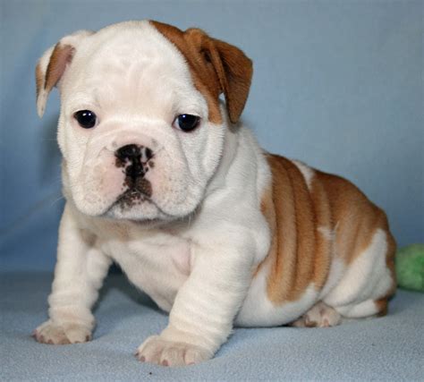 You can search by breed, view breed photos, or take a quiz to find your perfect breed match. Top 8 English Bulldog Puppies Who're So Cute It's ...