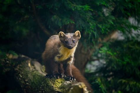 Royalty Free Pine Marten Pictures Images And Stock Photos Istock