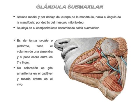 Glandula Submaxilar