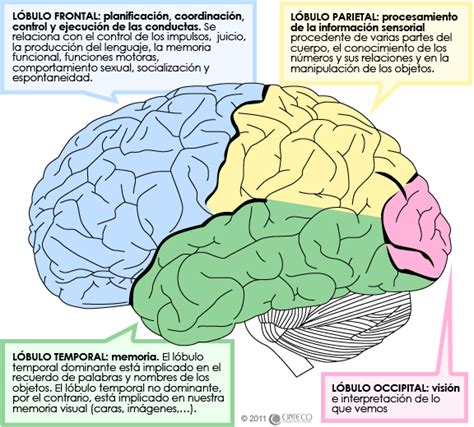 METODOS DE APRENDIZAJE Partes Del Funcionamiento Del Cerebro