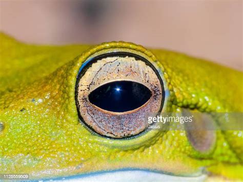 Largest Tree Frog Photos And Premium High Res Pictures Getty Images