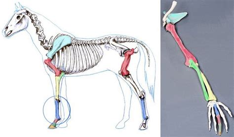 Horse Leg Bones Diagram An Overview Of The Inferior Check Ligament In