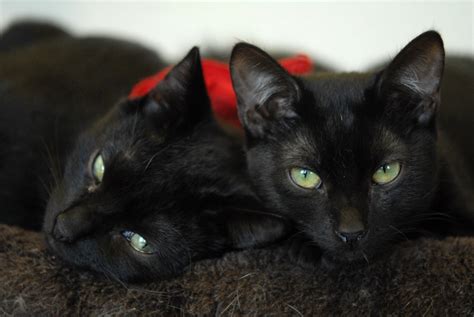 Lucky 13 Black Cat Adoption Event Pasadena Ca Patch