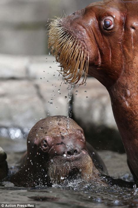 Walrus Mother Shows Off Her Son As He Is Unveiled At German Zoo Daily