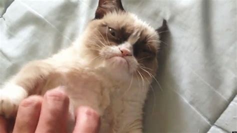 Worlds Grumpiest Cat Becomes Internet Sensation Video Huffpost Uk Comedy
