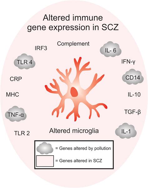 Frontiers The Inflamed Brain In Schizophrenia The Convergence Of Genetic And Environmental