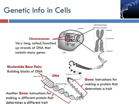 Genetics home reference content now can be found in the genetics section of medlineplus. PPT - Intro to Genetics: DNA Structure & Function ...