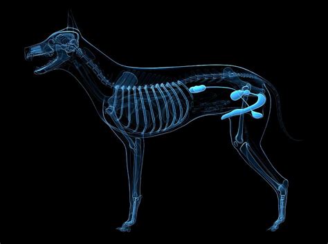 Dog Urinary System Photograph By Scieproscience Photo Library Pixels