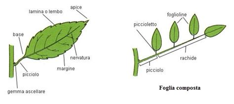 Attraverso questo sistema di moltiplicazione si ottengono le piante che più si prestano a essere sottoposte alla talea di foglia sono in genere tutte le piante succulente (come la sansevieria), le violette africane, la. Atlante di Botanica: Morfologia della Foglia