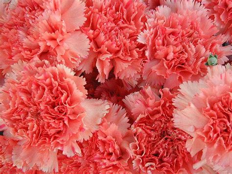 1920x1080px 1080p Free Download Pink Carnations Flowers Carnations