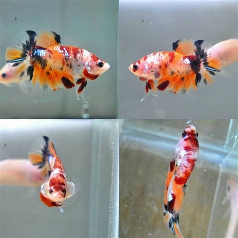 Plakat bettas are the same species, betta splendens, as the regular bettas, but plakat bettas more nearly resemble their original wild ancestors. Candy Koi HMPK - Koi Betta Fish - Betta fish for sale