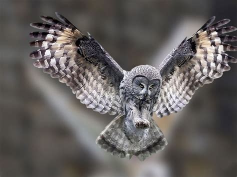 Flying Owl Wallpaper