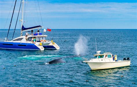 The 10 Best Whale Watching Destinations in the U.S.