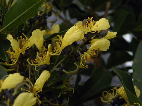 Swartzia Jorori Fabaceae Image 40275 At