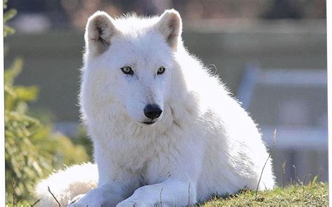 Cute Arctic Wolf Wallpapers Wolf Wallpaperspro