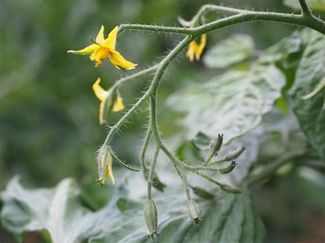 How Long After Flowers Do Tomatoes Appear Gardening Channel