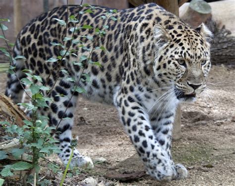 Souboramur Leopard 3 Wikipedie