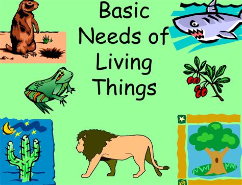 Lesson Plan Of Needs Of Living Thingsair Water Food And Sunlight