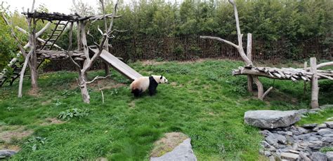 Giant Panda Outdoor Zoochat